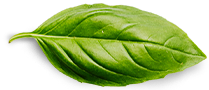 Maahinka Essence Rituals Basil Leaf